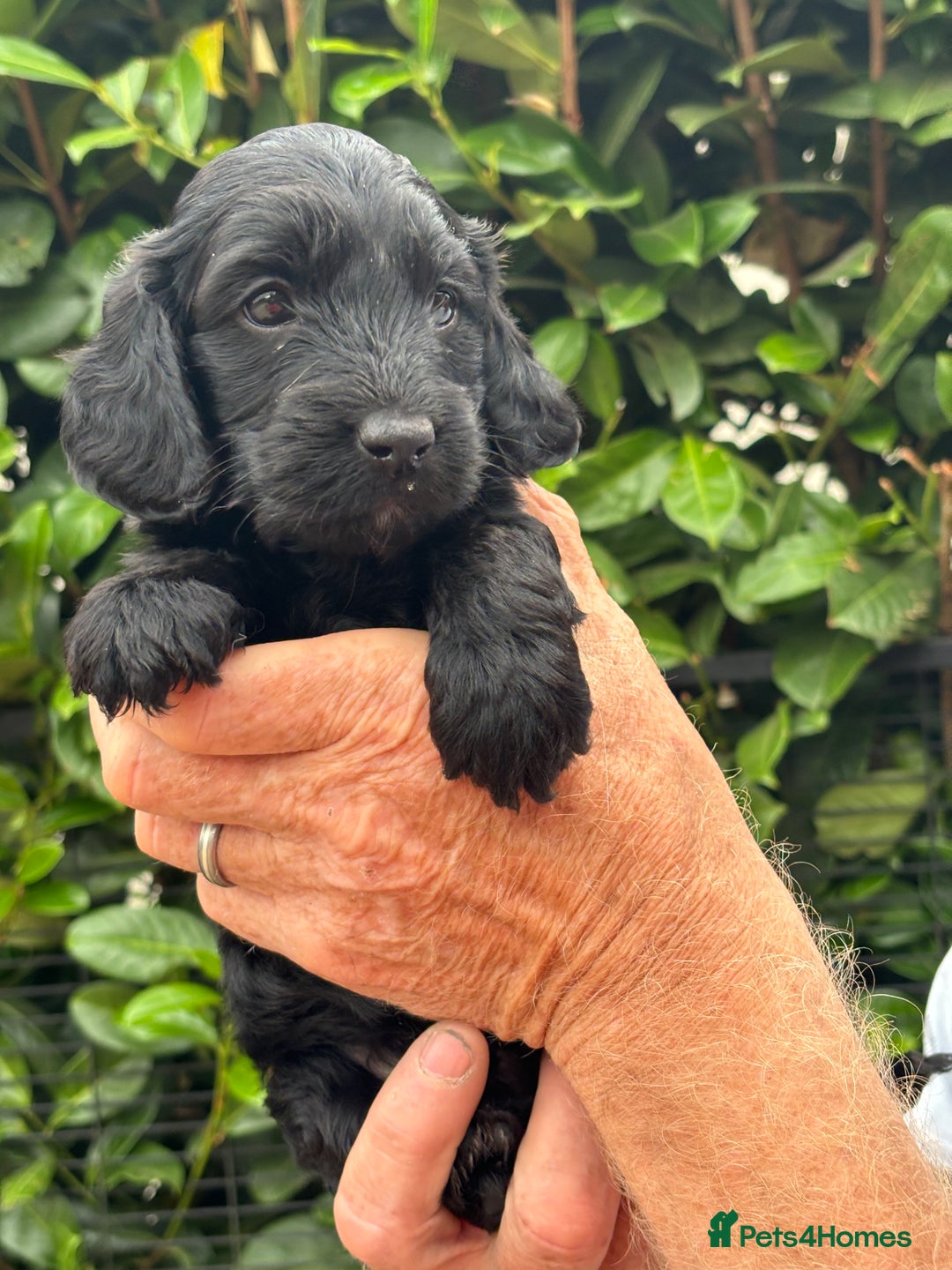 Cockapoo dogs for sale: DNA clear / Licensed Breeder for peace of mind  - Image 18
