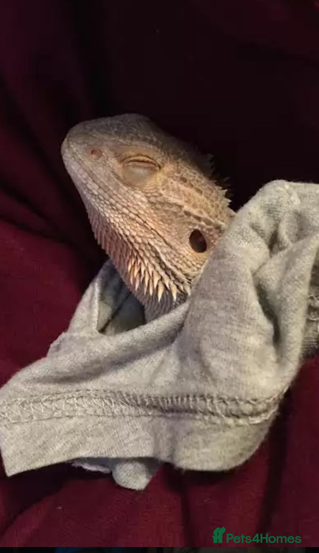 Bearded Dragon reptiles for sale: Hand tamed bearded dragon  - Image 2