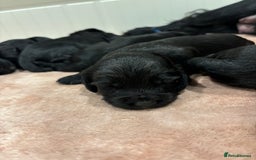 Cocker Spaniel dogs for sale: Kc registered working cocker spaniel - Image 6