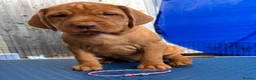 Hungarian Vizsla dogs for sale: Pedigree Hungarian Wirehaired Vizsla puppies - Advert 17