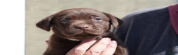 Labrador Retriever dogs for sale: Chocolate Labrador puppies Kc reg health tested - Advert 13