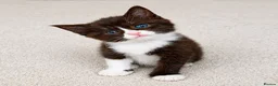 Maine Coon cats for sale: Mainecoon x babies ready now - Advert 3
