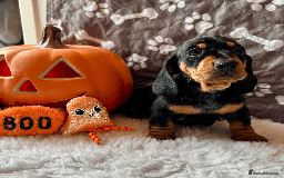 Dachshund dogs for sale: Beautiful Dachshund Puppies Ready to go 8th Nov  - Image 19