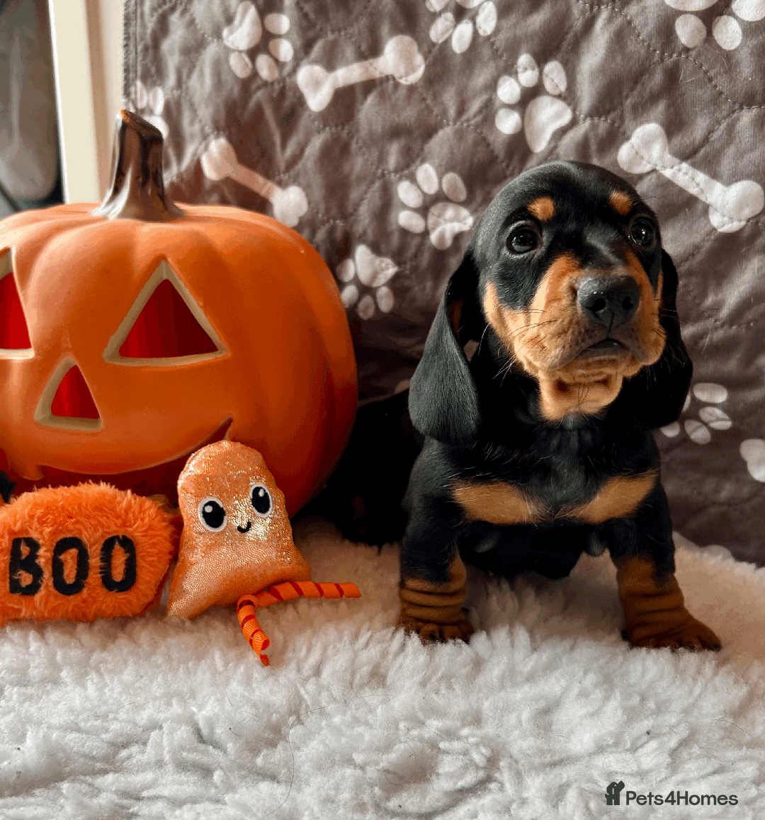 Dachshund dogs for sale: Beautiful Dachshund Puppies Ready to go 8th Nov  - Image 19