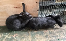 Flemish rabbits for sale: FLEMISH GIANT,CROSS - Advert 17