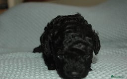 Toy Poodle dogs for sale: Toy Poodle  - Image 9