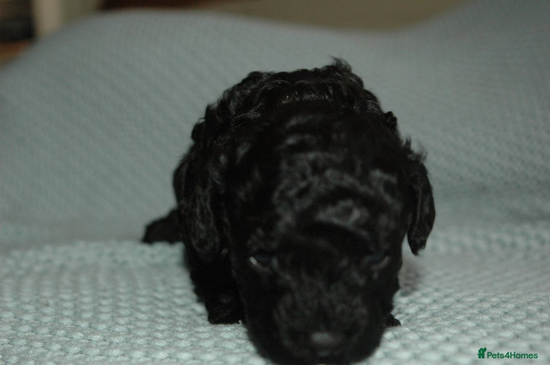 Toy Poodle dogs for sale: Toy Poodle  - Image 9