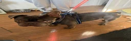 French Bulldog dogs for sale: Dog for sale  - Advert 4