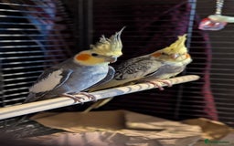 Cockatiels birds for sale: Cockateils  - Image 6