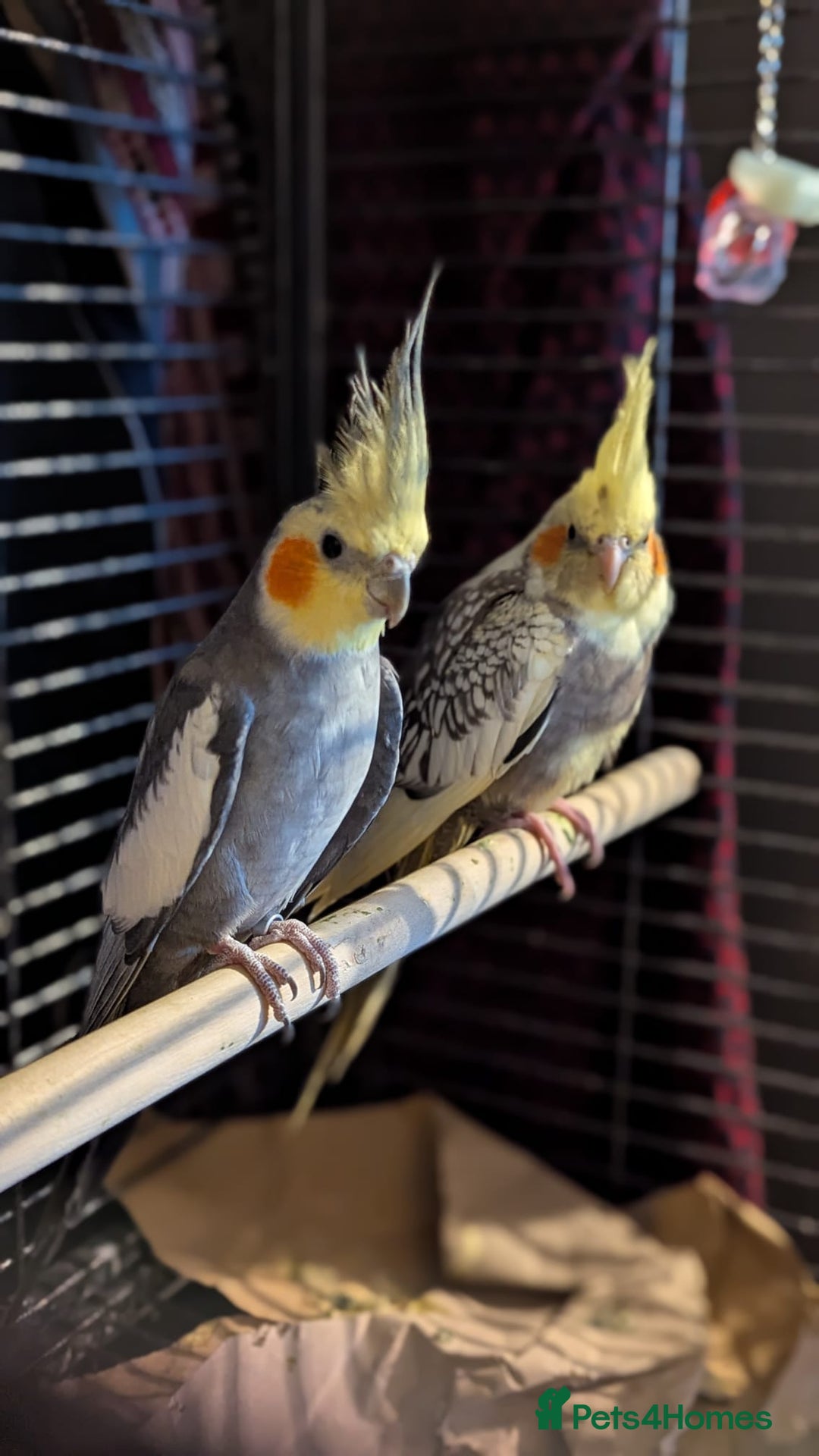 Cockatiels birds for sale: Cockateils  - Image 6