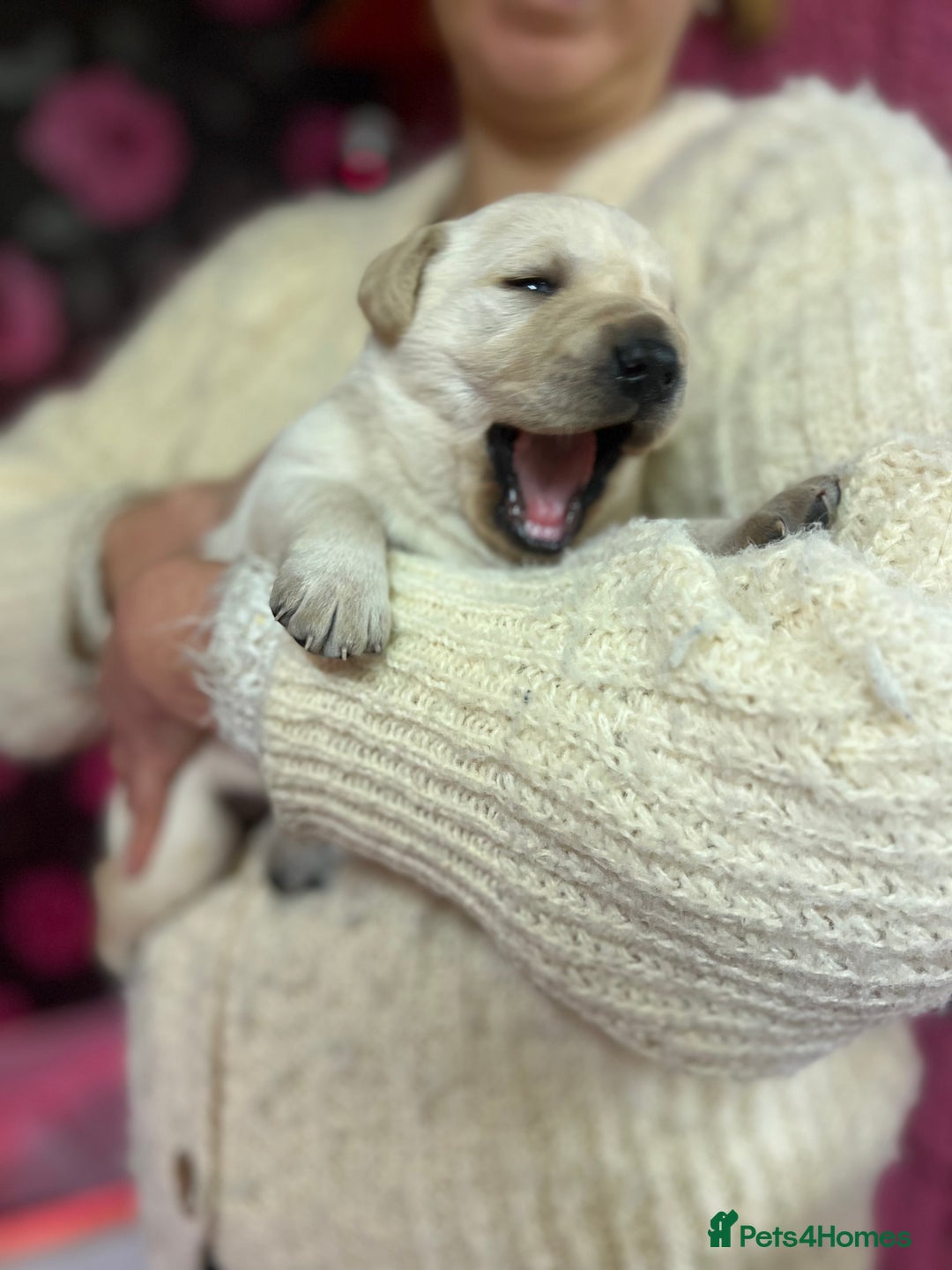 Labrador Retriever dogs for sale: KC Registered Royal Bloodline Puppies - Advert 3