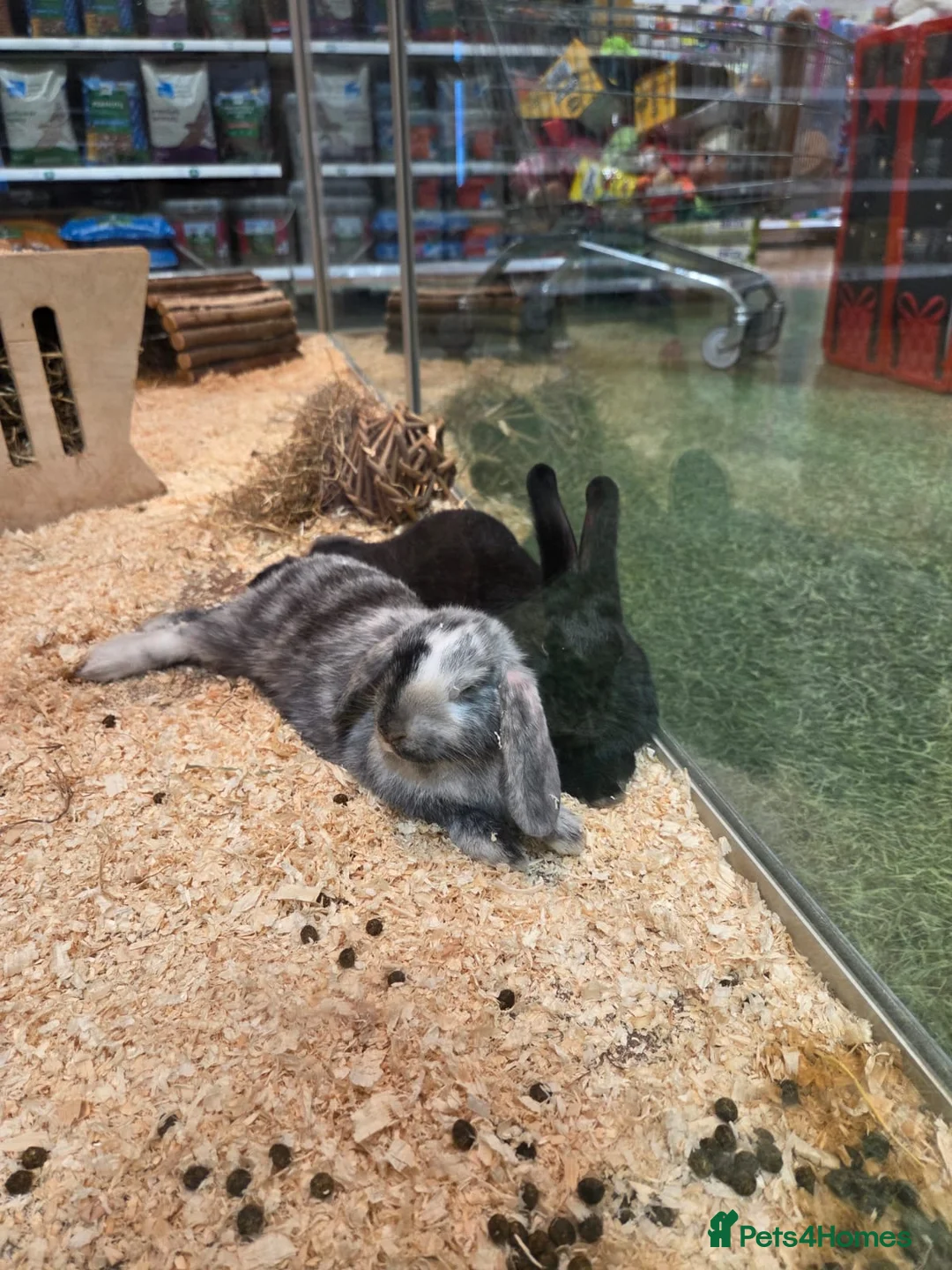 Tri Coloured Dutch rabbits for sale: Re-homing two rabbits - Advert 1