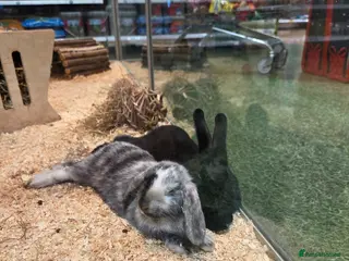 Tri Coloured Dutch rabbits Re-homing two rabbits - Advert 1