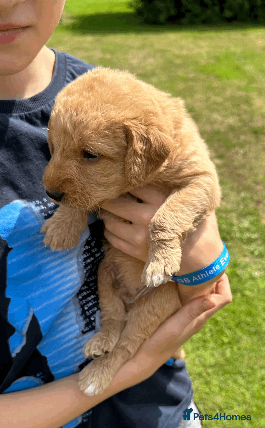 Labradoodle dogs for sale: Gorgeous F1b Labradoodle Puppies for loving homes. - Image 7