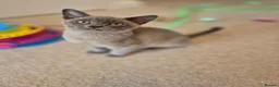 Burmese cats for sale: Stunning Pedigree Burmese Kittens - Advert 12