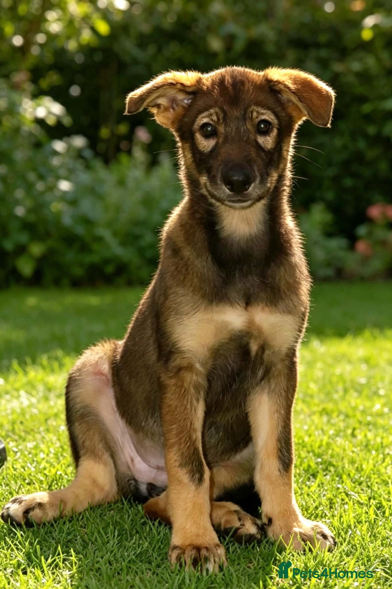 Saarloos Wolfdog dogs Ready to leave now - Advert 2