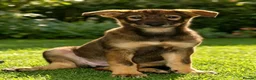 Saarloos Wolfdog dogs for sale: Female available - vaccinated and ready to leave - Advert 31