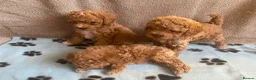 Maltipoo dogs for sale: RARE Tiny F1B Asian maltipoo puppies - Advert 15