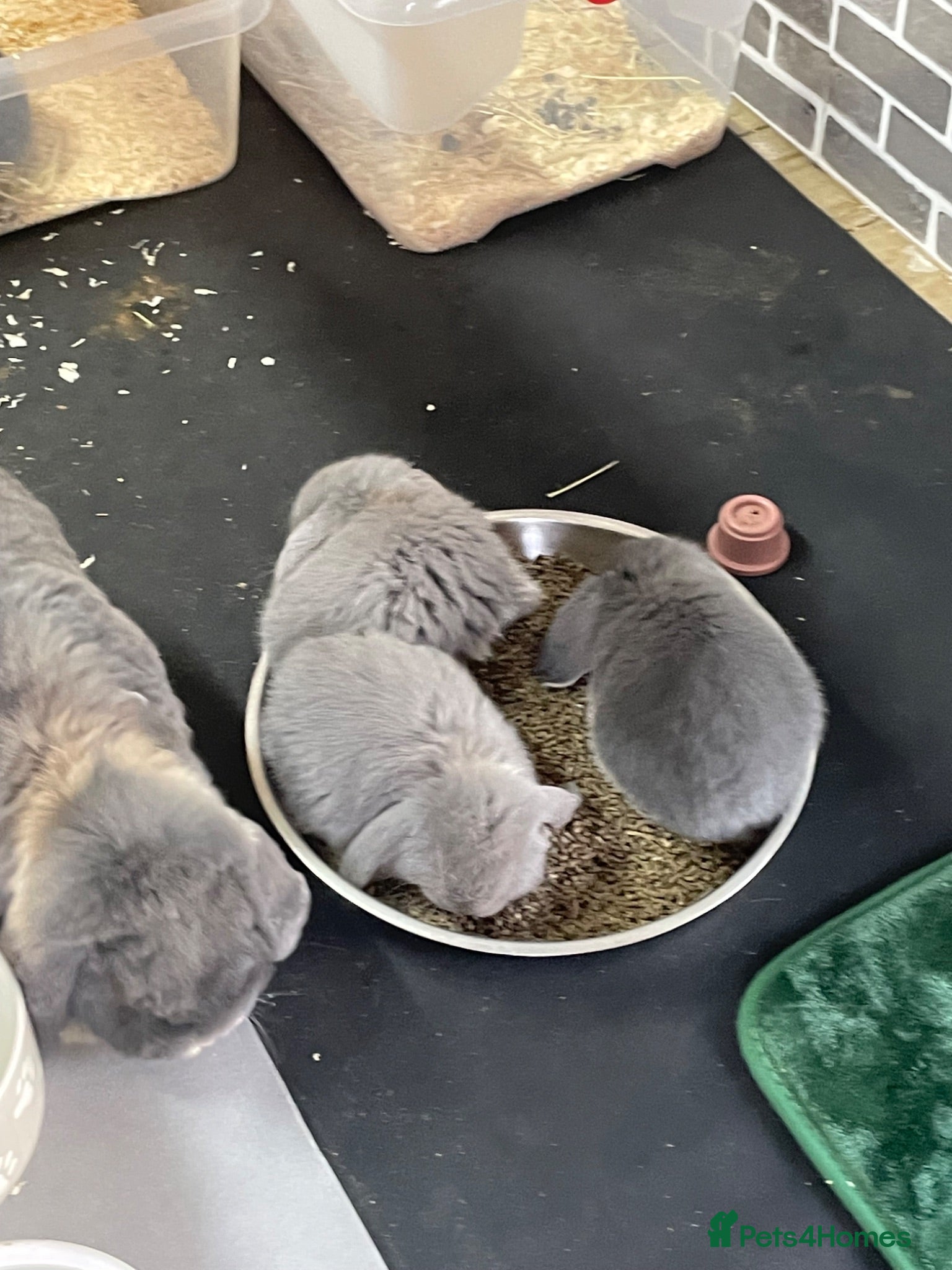 French Lop rabbits Beautiful French Lop Babies - Advert 2