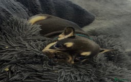 French Bulldog dogs for sale: KC Fluffy Carriers Isabella French Bulldogs puppy - Image 25