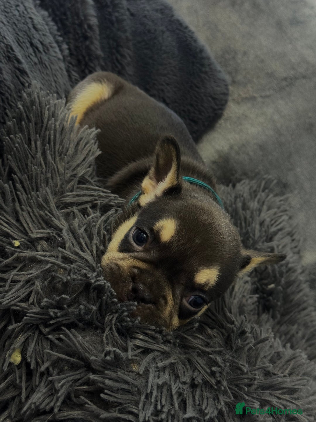 French Bulldog dogs for sale: KC Fluffy Carriers Isabella French Bulldogs puppy - Image 25