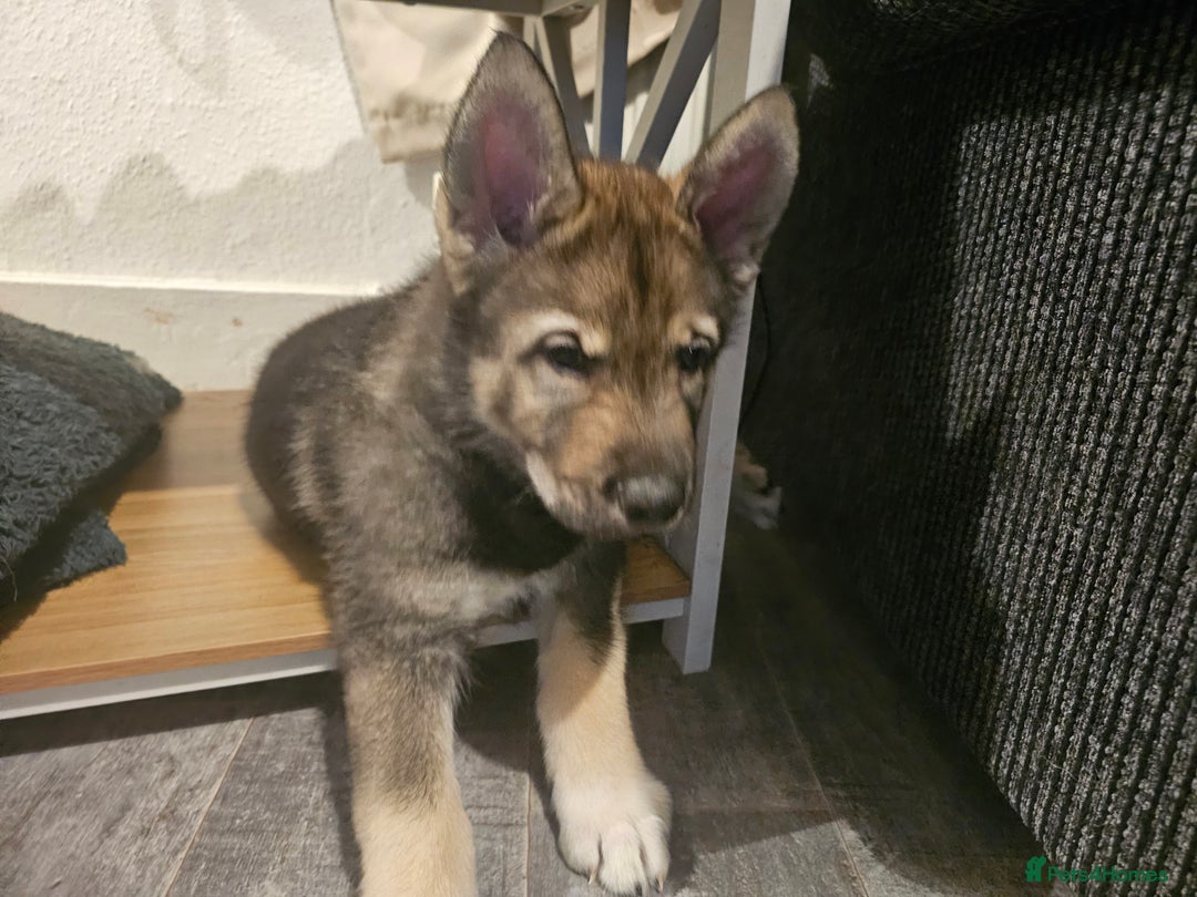 Mixed Breed dogs for sale: Husky × German Shepherd / Malamute Puppies - Advert 3