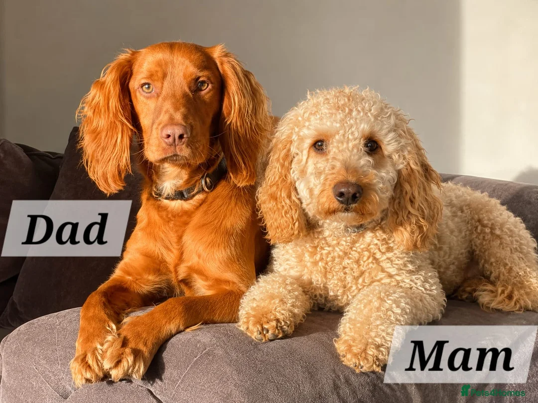 Cockapoo dogs for sale: F1b Cockapoo puppies - Advert 2