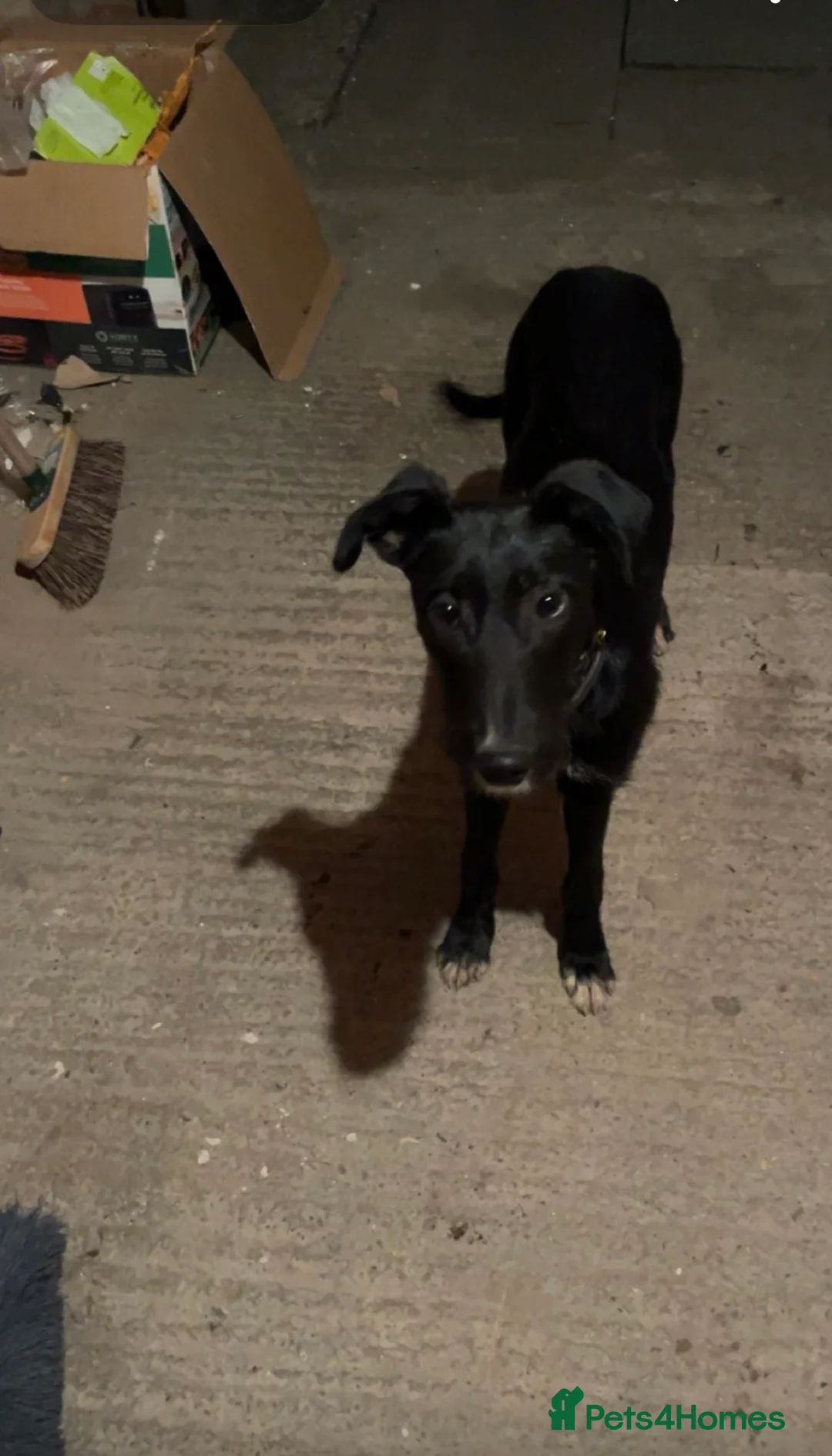 Mixed Breed dogs for sale: Borris in Wrexham - Advert 2