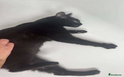 Mixed Breed cats for sale: 2 year old black female cat for adoption  - Image 3