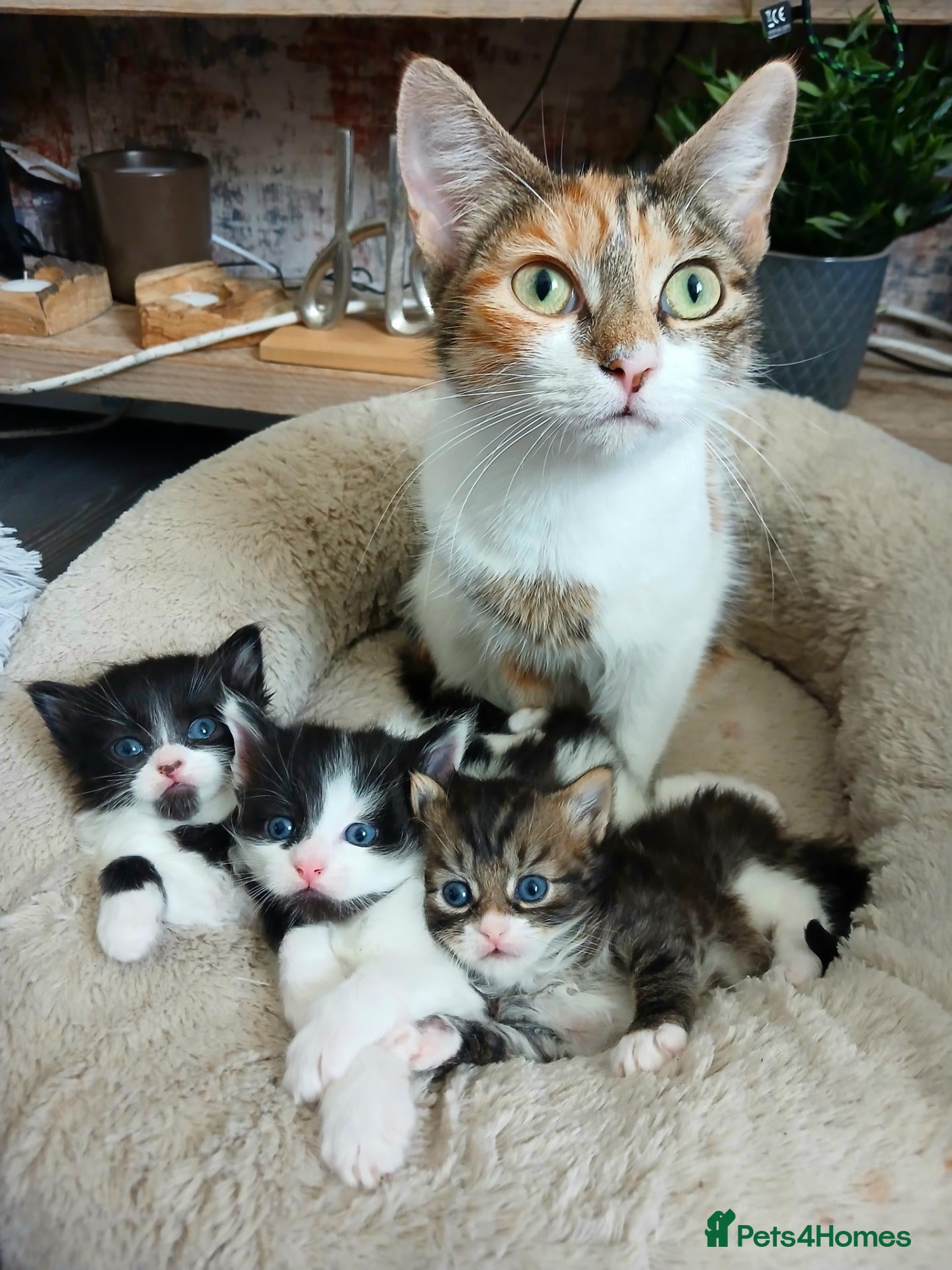 Mixed Breed cats 3 mixed breed kittens - Advert 2