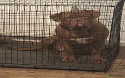 Dogue De Bordeaux dogs for sale: 4 Year Old Bitch  - Image 3
