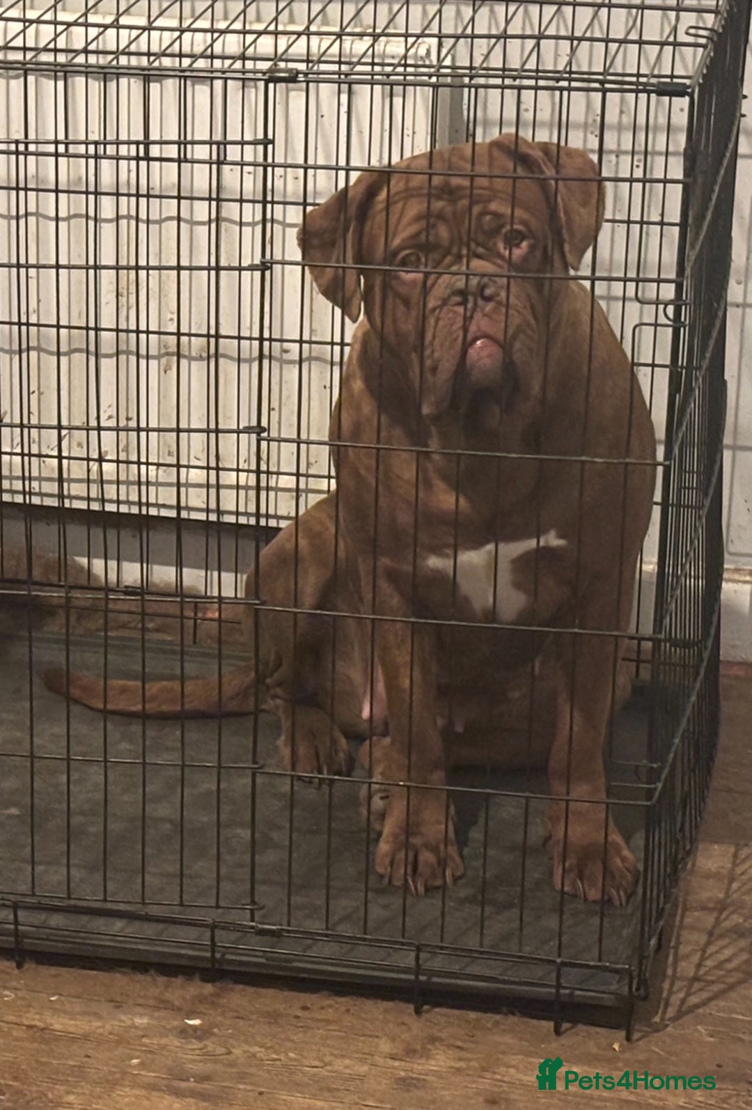 Dogue De Bordeaux dogs for sale: 4 Year Old Bitch  - Image 3
