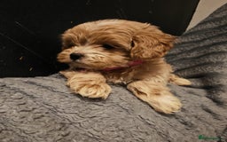 Maltipoo dogs for sale: Miniature Maltipoo Ready to Go - Image 4