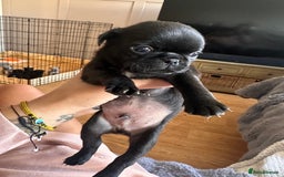 Pug dogs for sale: 7 Pug puppies  - Image 10