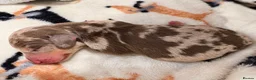Miniature Dachshund dogs for sale: 🤎Beautiful Dapple Miniature Dachshund Puppies🤎 - Advert 2