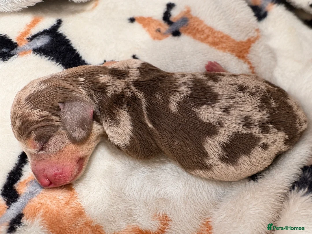 Miniature Dachshund dogs for sale: 🤎Beautiful Dapple Miniature Dachshund Puppies🤎 - Advert 2