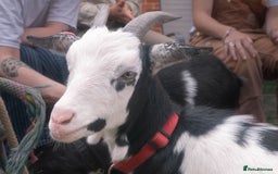 Goats livestock for sale: pygmy goats twin brothers - Image 3