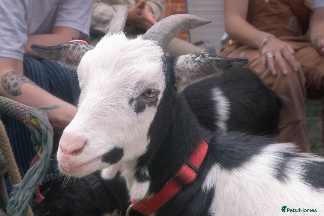 Goats livestock for sale: pygmy goats twin brothers - Image 3
