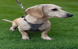 Miniature Dachshund dogs for sale: Incredible KC pups from Cream & Champion lines - Advert 4