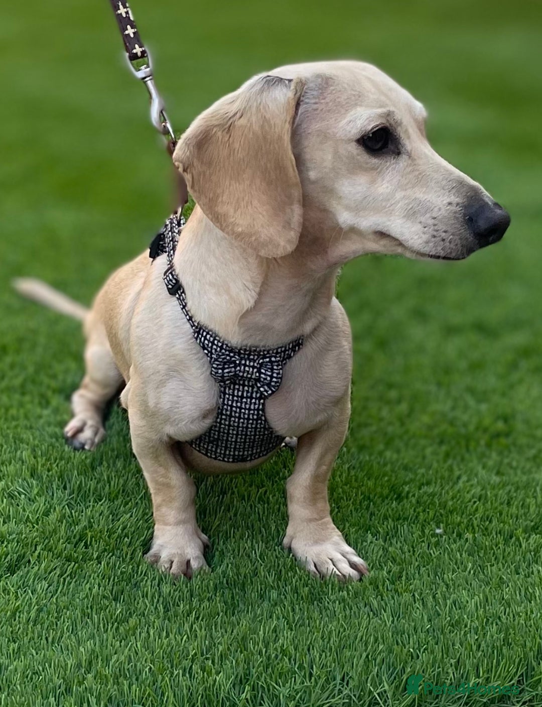 Miniature Dachshund dogs for sale: Incredible KC pups from Cream & Champion lines - Advert 4