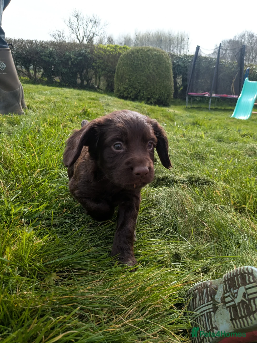 Cocker Spaniel dogs for sale: Cocker spaniels  - Advert 2