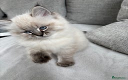 Siberian cats for sale: Siberian girl kitten  - Image 7