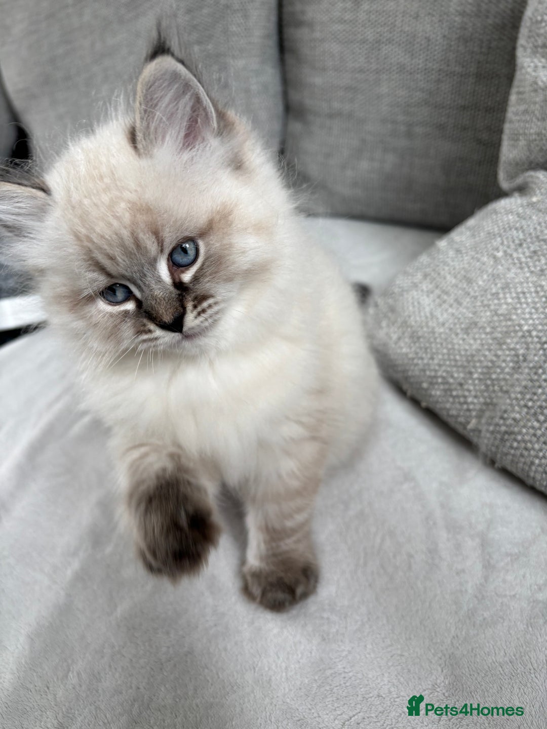 Siberian cats for sale: Siberian girl kitten  - Image 7