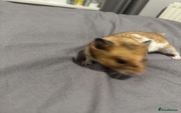 Hamster rodents for sale: Gorgeous 1 year old Syrian Hamster - Image 7