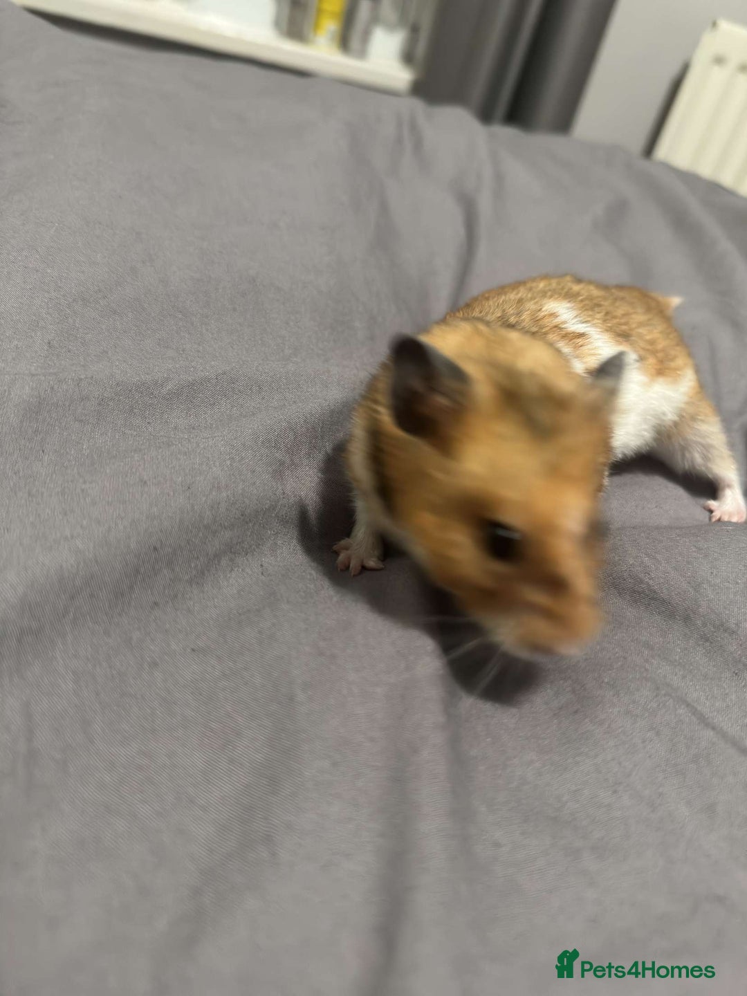 Hamster rodents for sale: Gorgeous 1 year old Syrian Hamster - Image 7