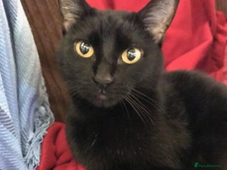 Mixed Breed cats Jess free to a good home - Advert 4