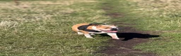 Mixed Breed dogs for sale: Beautiful British bulldog/Yorkie puppy - Advert 5