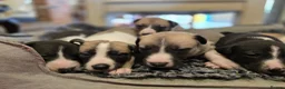 Mixed Breed dogs for sale: Whippet cross whippet lurcher - Advert 19