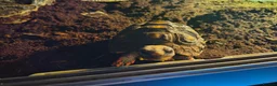 Tortoise reptiles for sale: Red foot tortoise with vivarium  in Walsall - Advert 8