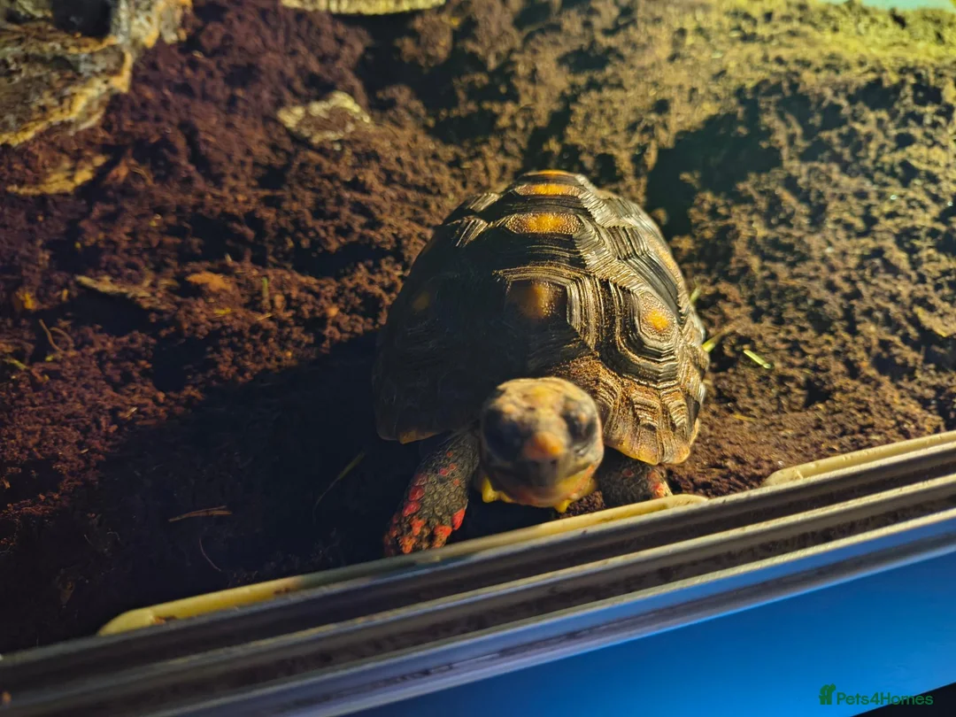 Tortoise reptiles for sale: Red foot tortoise with vivarium  in Walsall - Advert 8